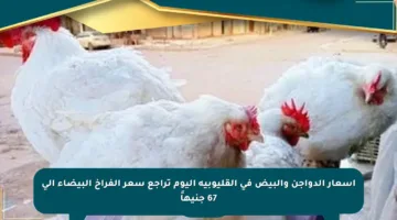 أسعار الدواجن والبيض في القليوبية اليوم تراجع سعر الفراخ البيضاء إلى 67 جنيهاً